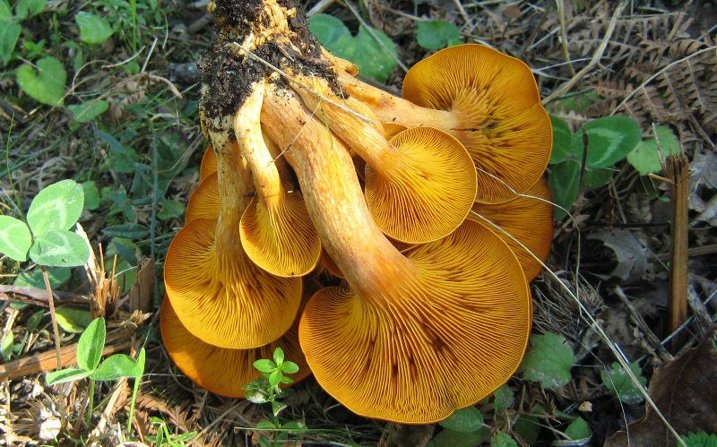 Il bosco inizia il risveglio: il castagneto